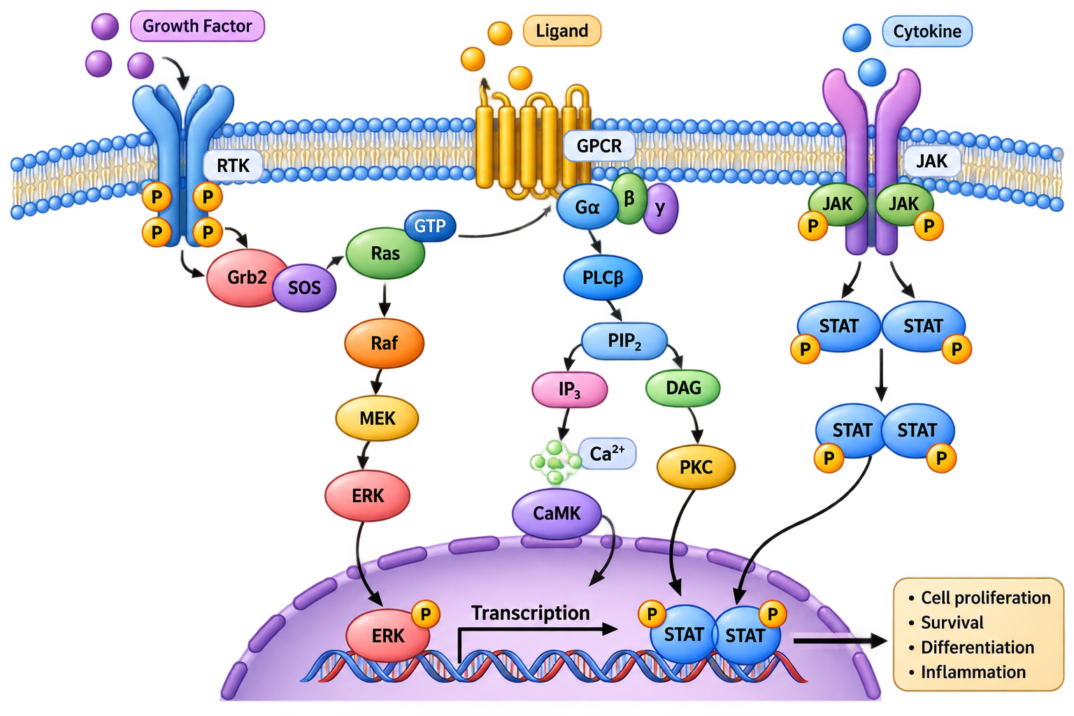 Illustrative cell-signalling mechanism research model