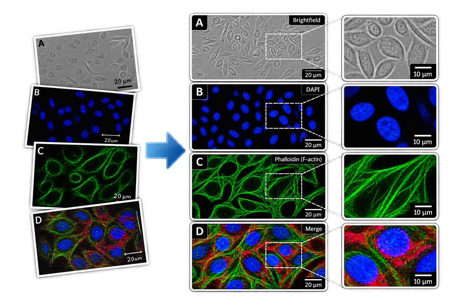 Microscopy figure preparation illustrative example