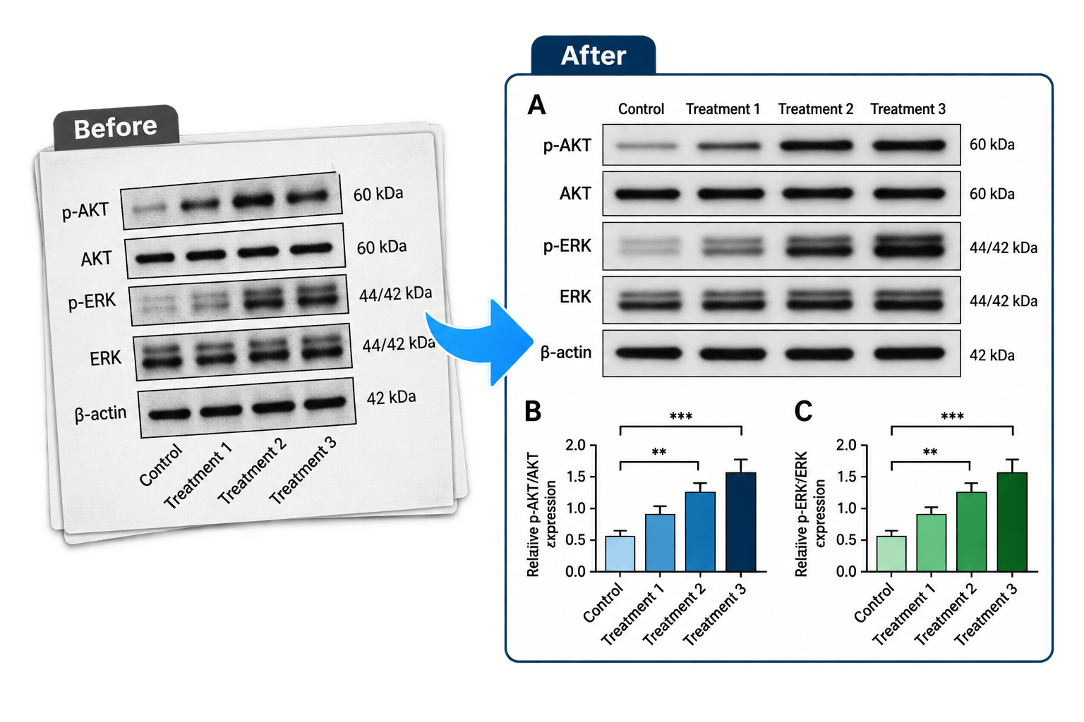 Western-blot panel formatting illustrative example